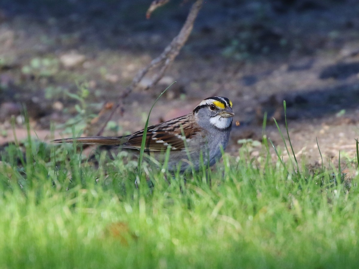 White-throated Sparrow - ML127469901