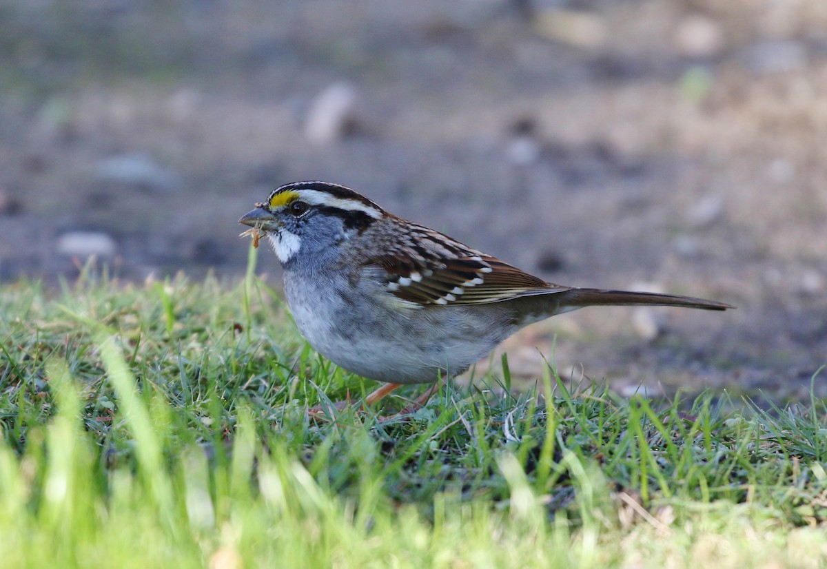 White-throated Sparrow - ML127470261