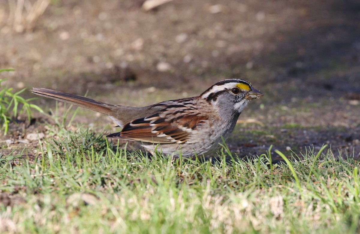 White-throated Sparrow - Tom Benson
