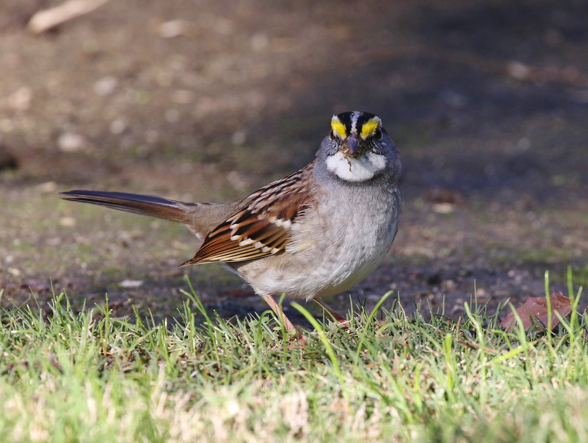 White-throated Sparrow - ML127470501