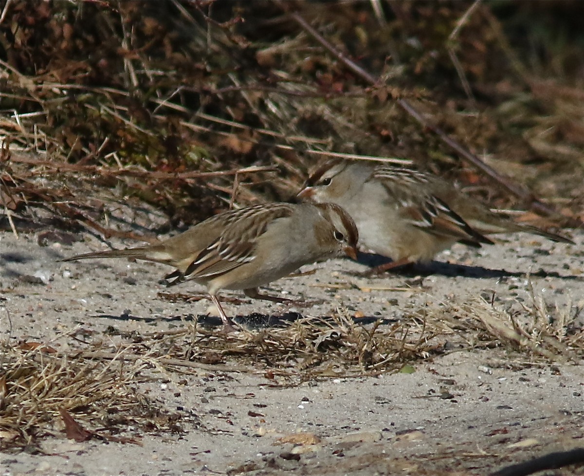 White-crowned Sparrow - Ken Feustel