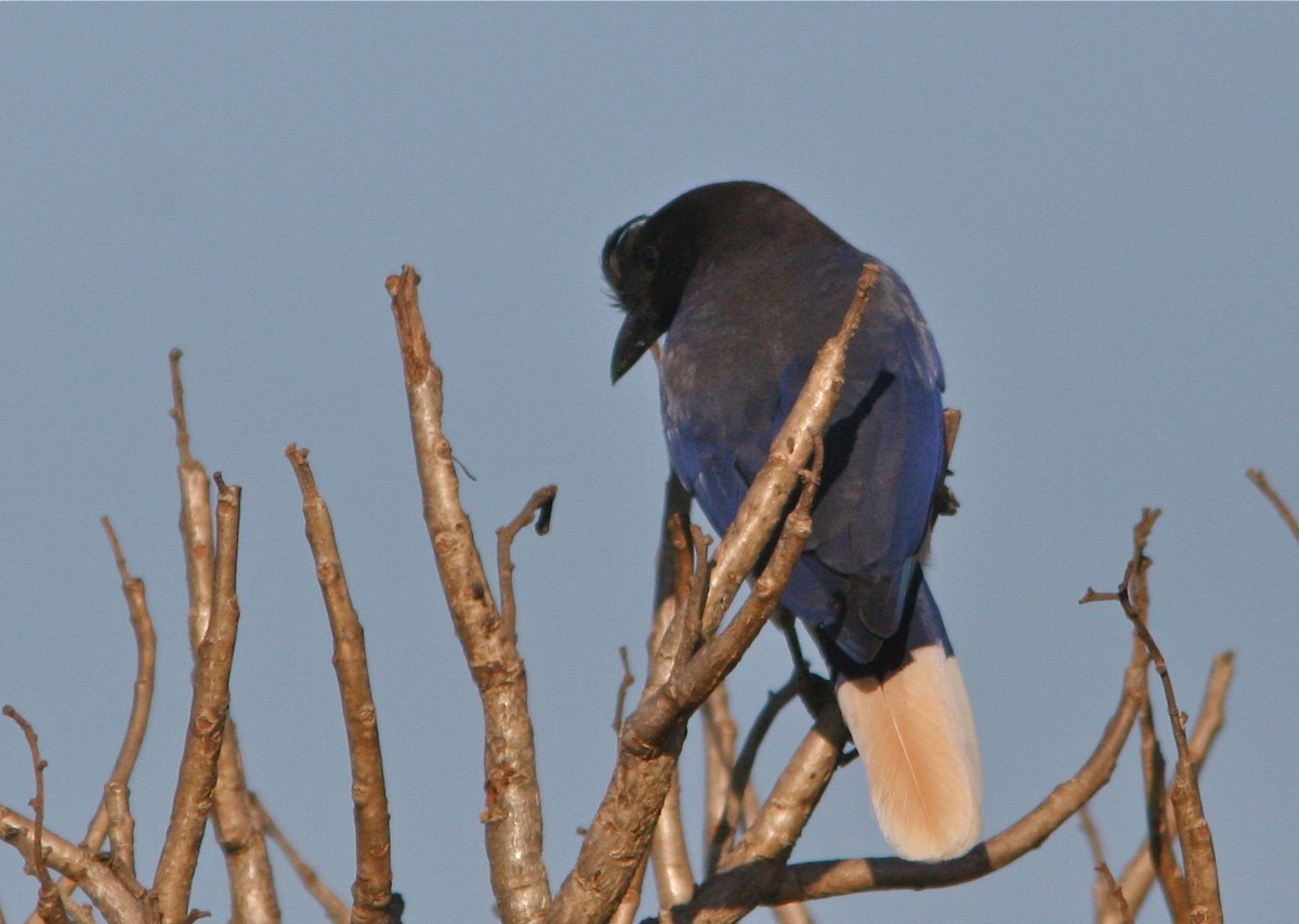 Curl-crested Jay - Don Roberson