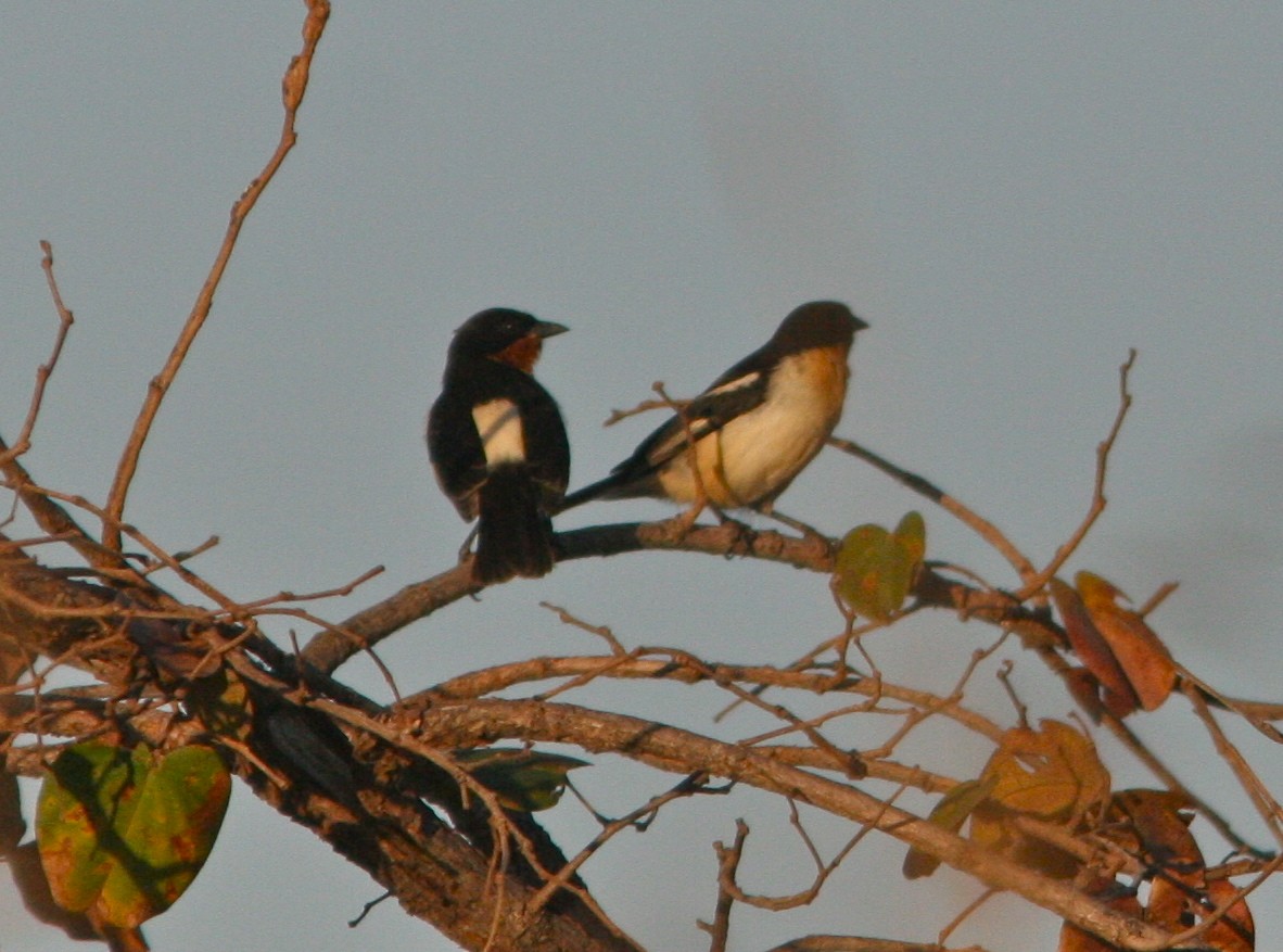 White-rumped Tanager - ML127477351