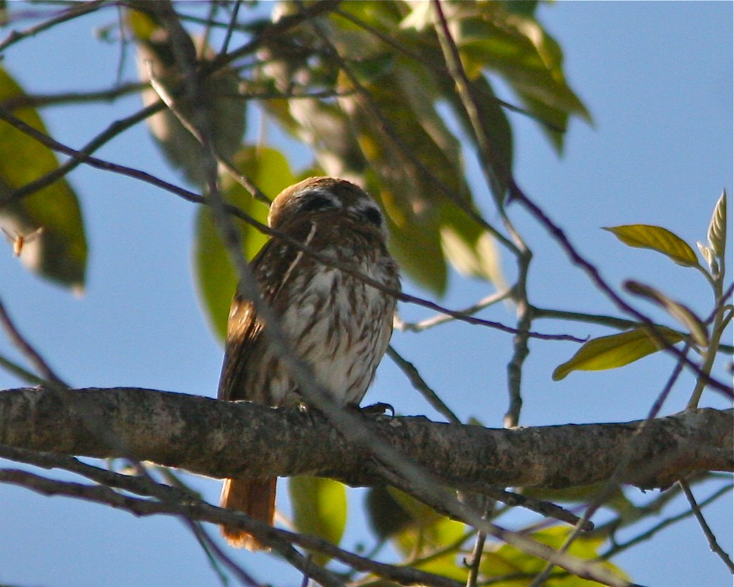Ferruginous Pygmy-Owl (Ferruginous) - ML127478001