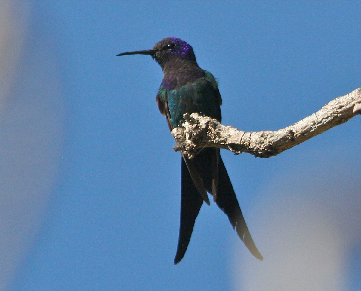 Swallow-tailed Hummingbird - ML127479241