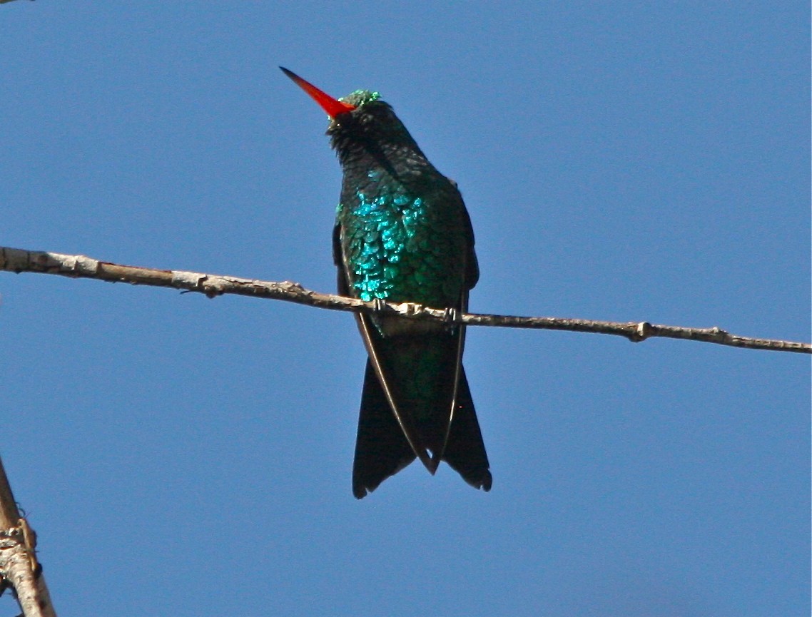 kolibřík lesklobřichý - ML127479321