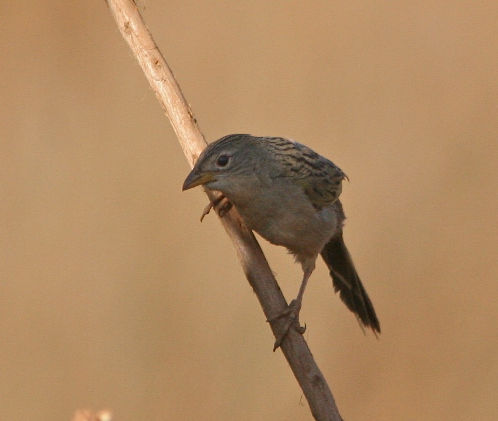 Wedge-tailed Grass-Finch - Don Roberson