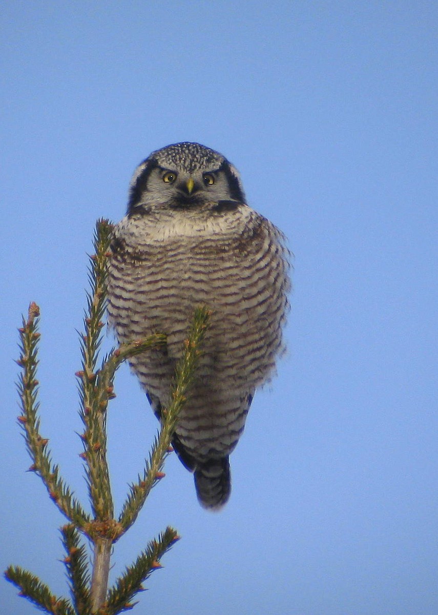 Northern Hawk Owl - Larry Clarfeld
