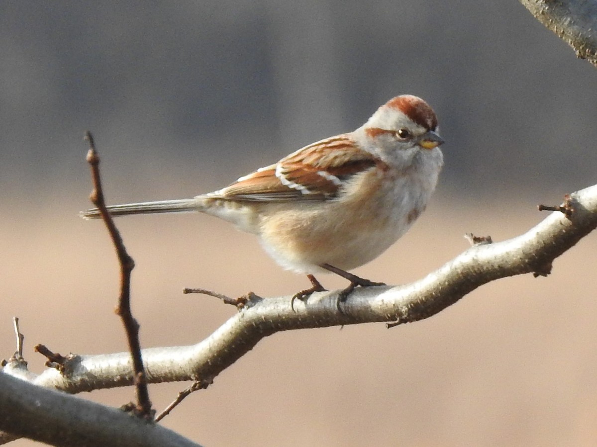 American Tree Sparrow - ML127484441