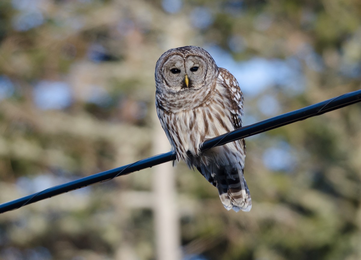 Barred Owl - Alix d'Entremont