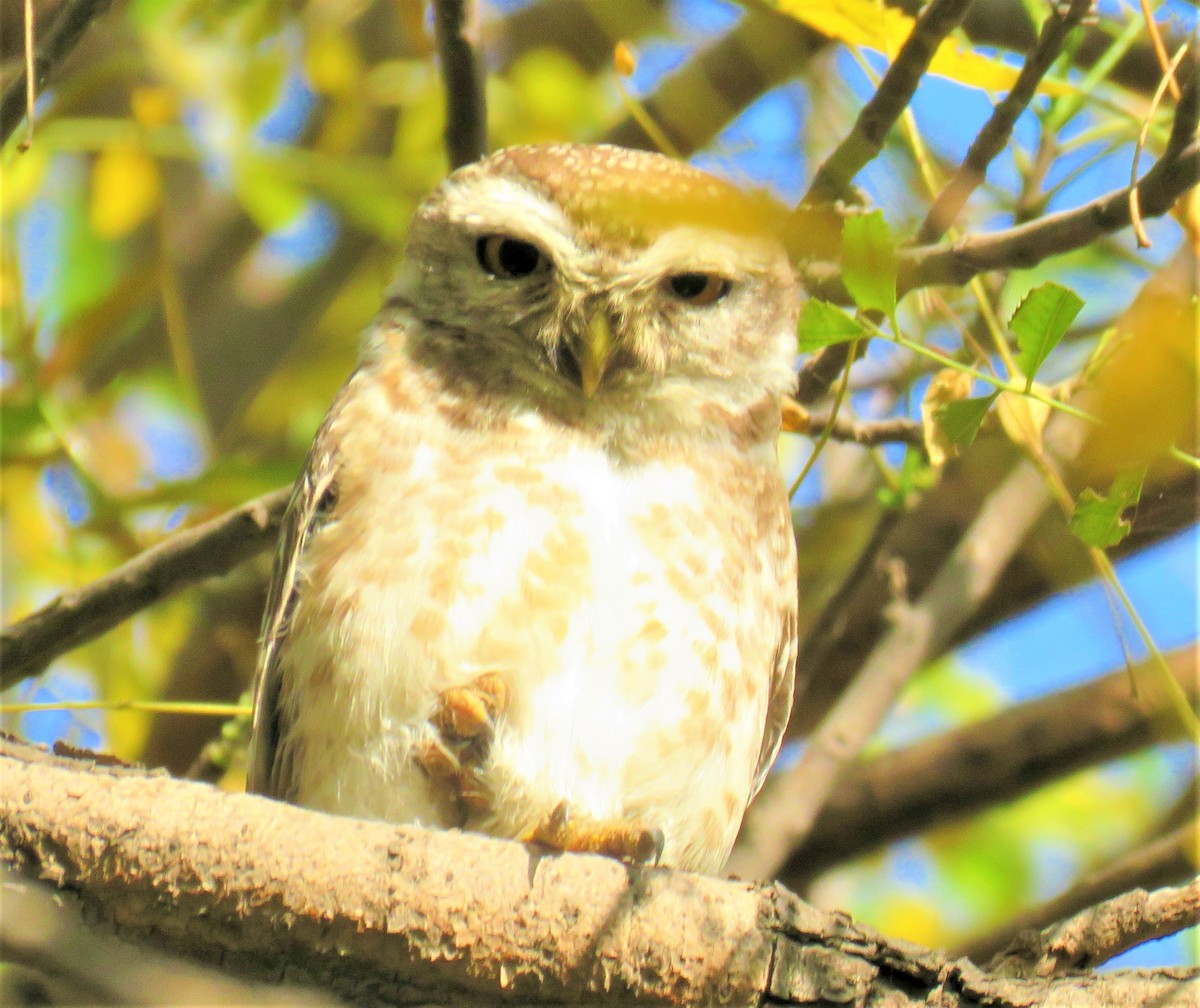 Spotted Owlet - ML127489701