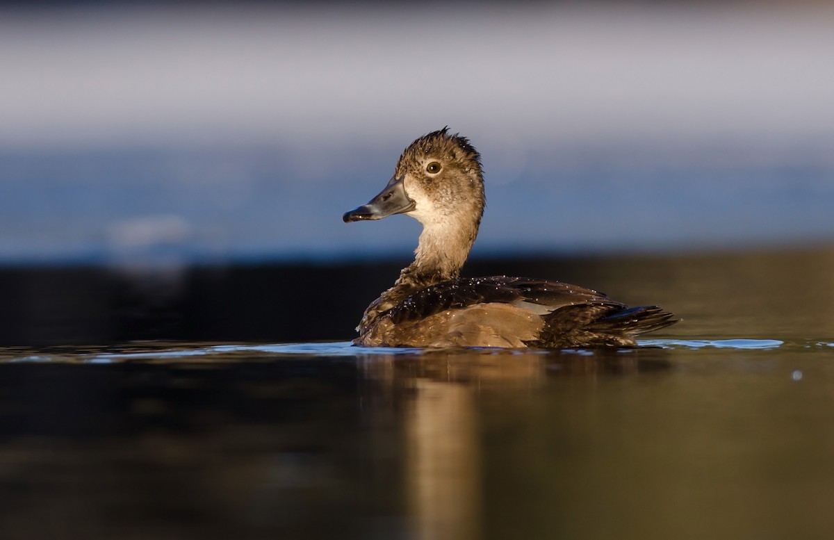 Ring-necked Duck - Alix d'Entremont