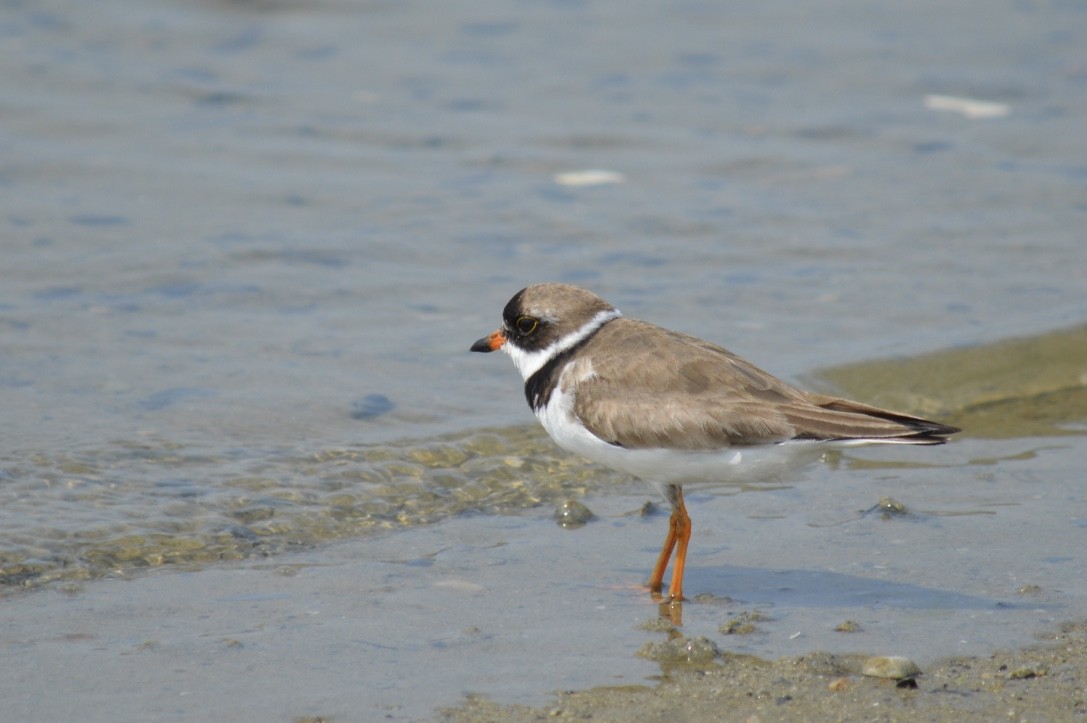 Semipalmated Plover - ML127498341