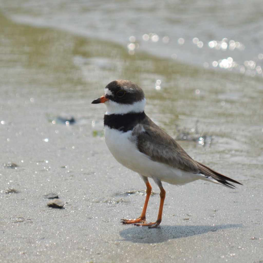Semipalmated Plover - ML127498371