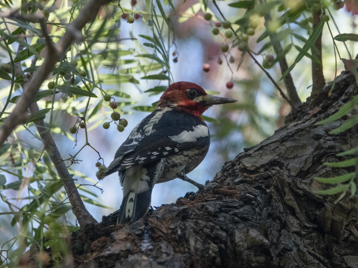 Red-breasted Sapsucker - ML127504071