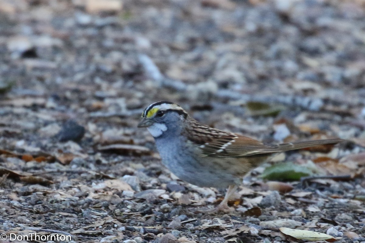 White-throated Sparrow - margeNdon thornton