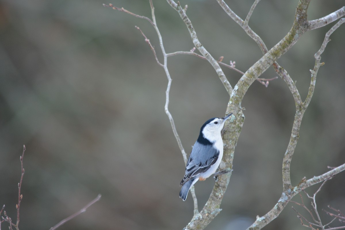 White-breasted Nuthatch - Serena Pedane