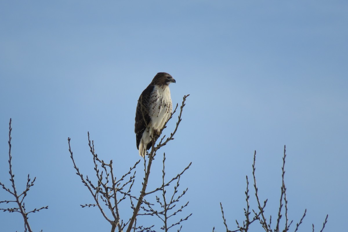 Red-tailed Hawk (borealis) - Mérédith Cousineau