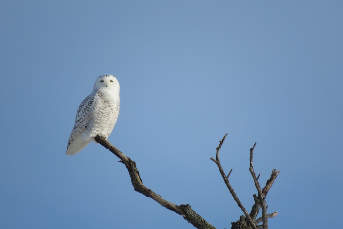 Snowy Owl - Mérédith Cousineau