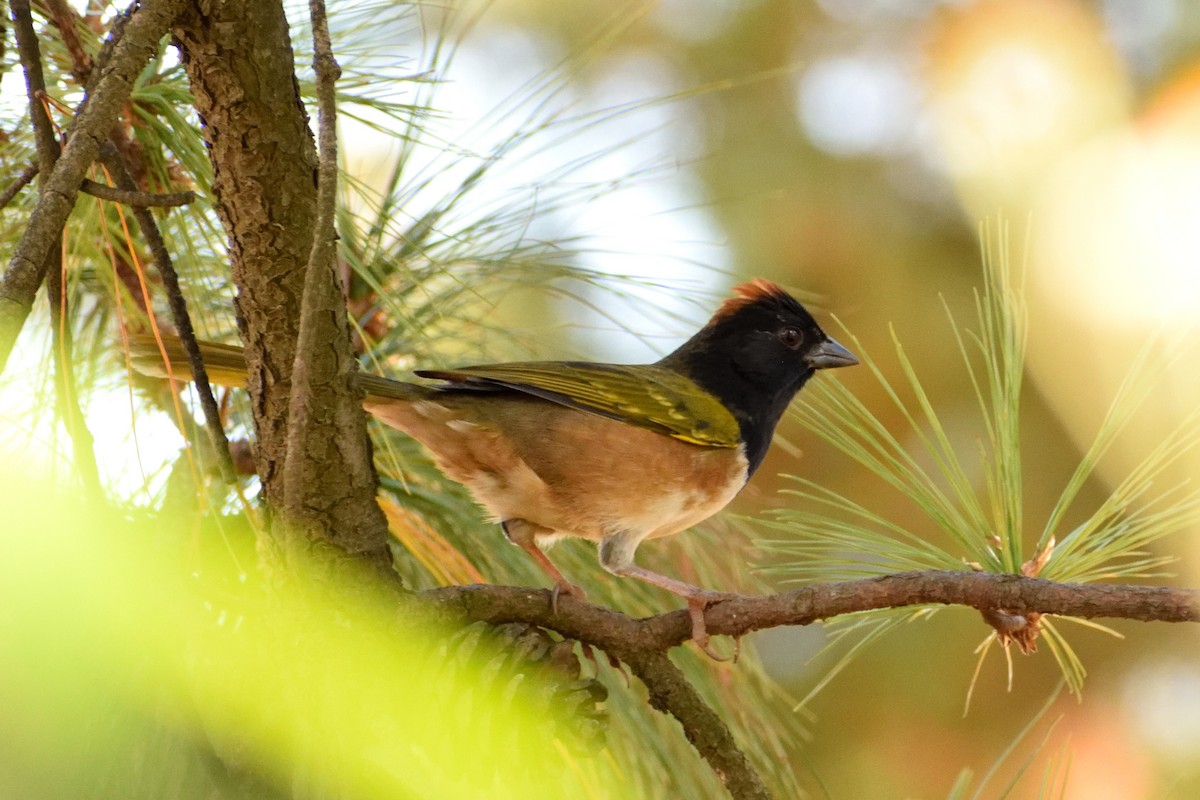 Spotted x Collared Towhee (hybrid) - ML127507411