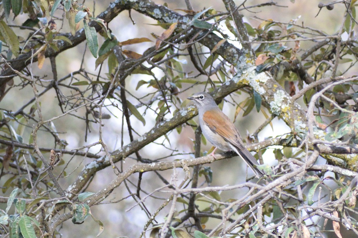Brown-backed Solitaire - ML127507591