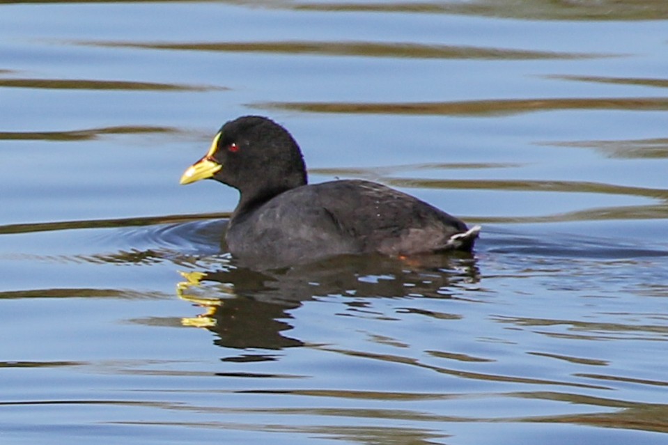 Red-gartered Coot - ML127508261