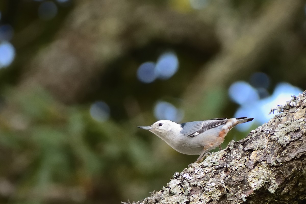 White-breasted Nuthatch - ML127508291