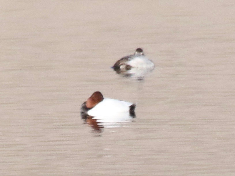 Canvasback - Millie and Peter Thomas