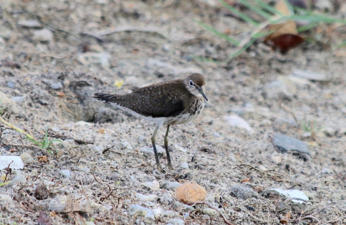 Solitary Sandpiper - George Lynch