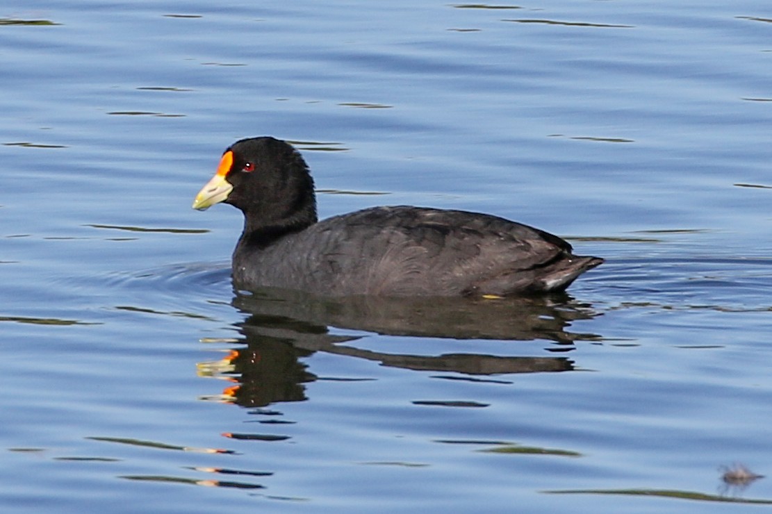 White-winged Coot - ML127513441