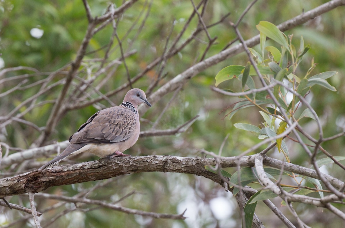 Spotted Dove - ML127514361