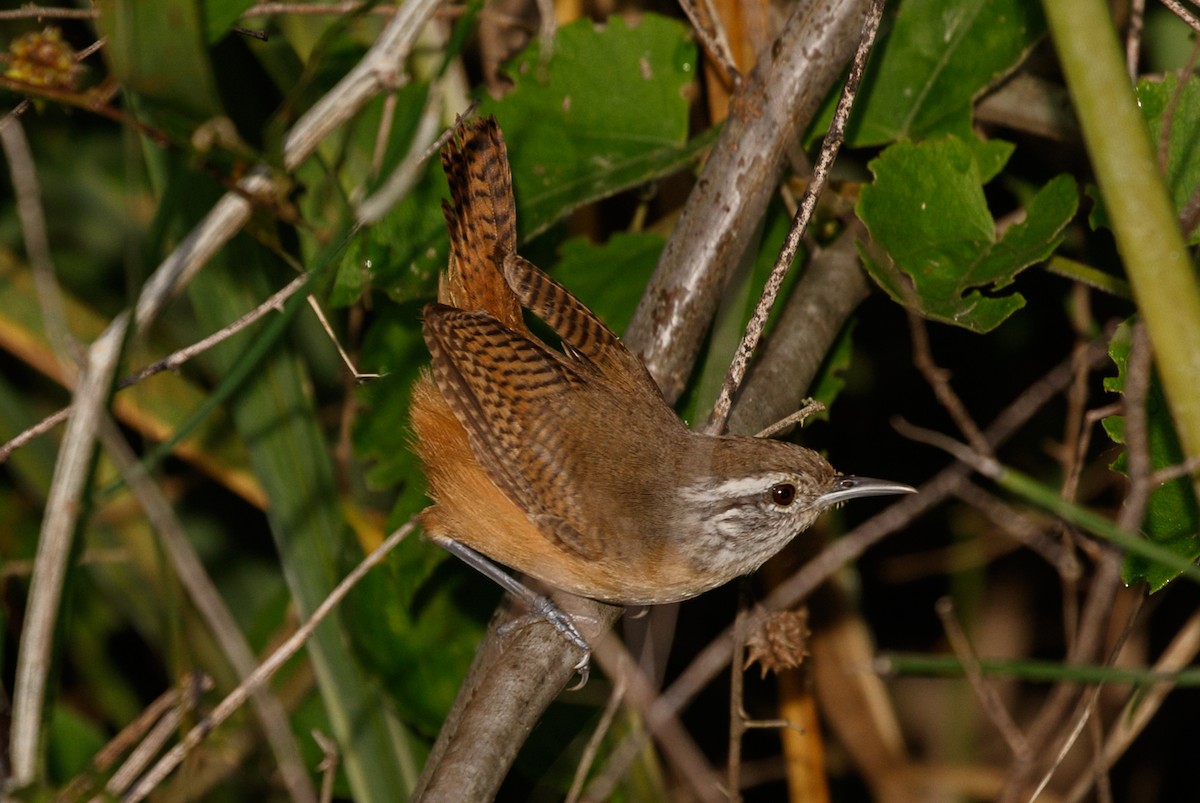 Fawn-breasted Wren - Silvia Faustino Linhares
