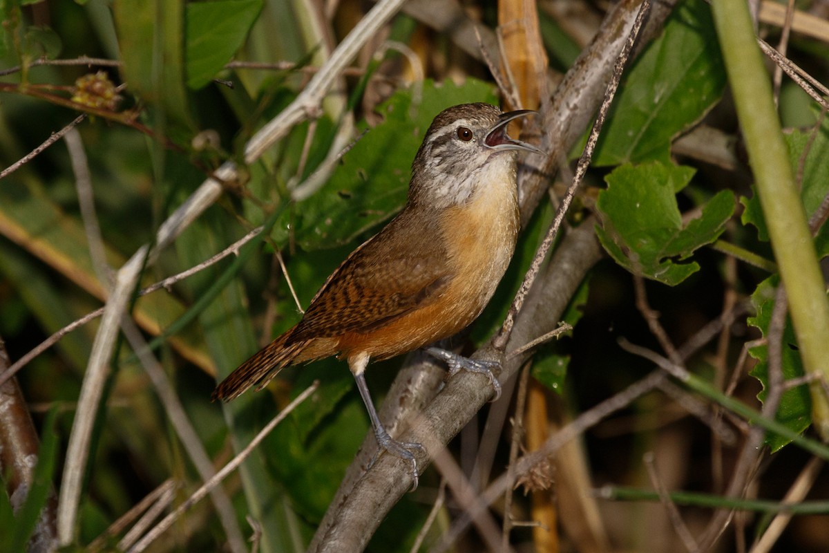 Fawn-breasted Wren - Silvia Faustino Linhares