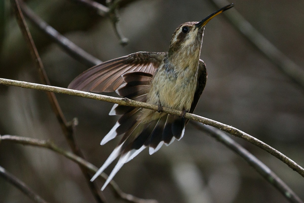 Buff-bellied Hermit - Silvia Faustino Linhares