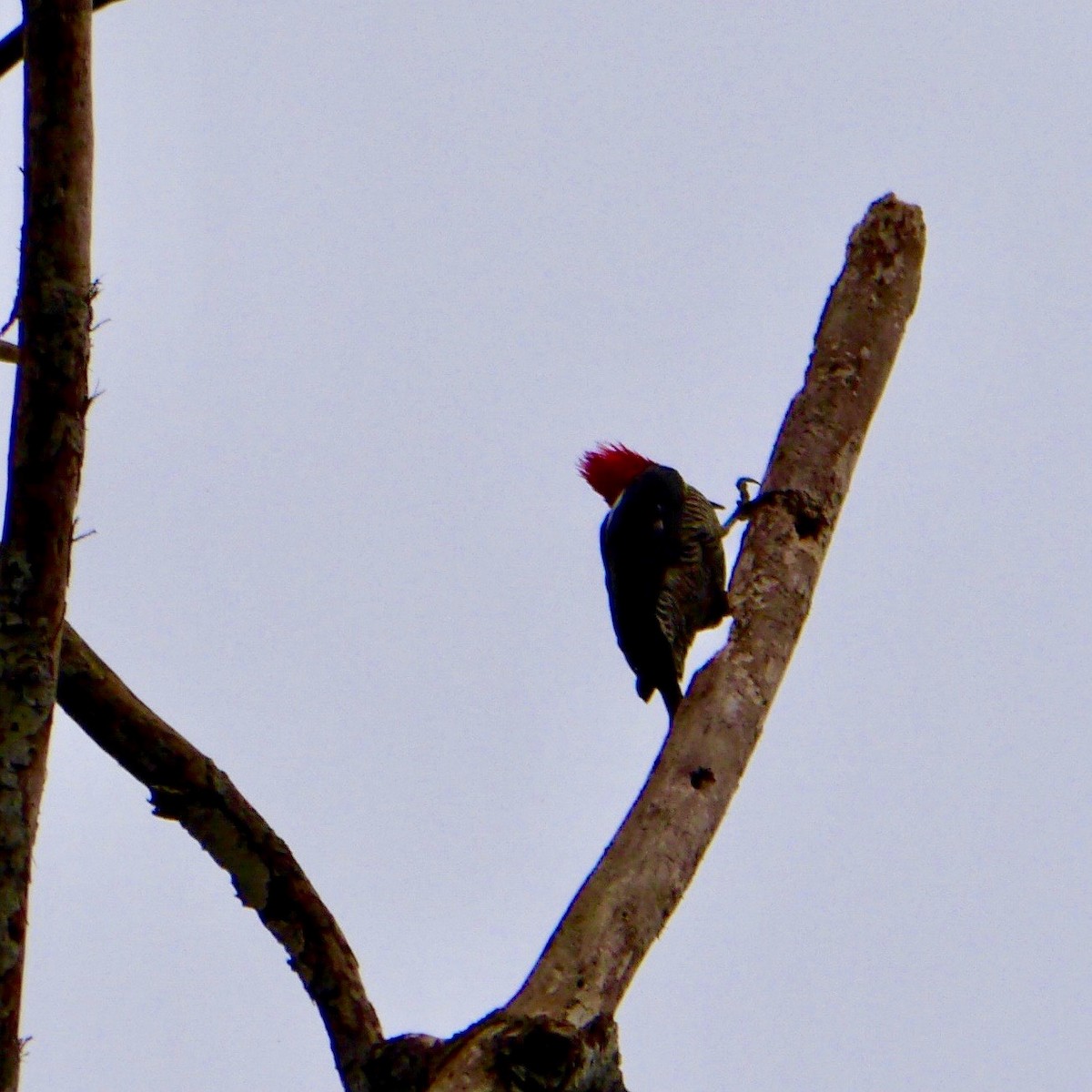 Red-necked Woodpecker - Luce Chamard