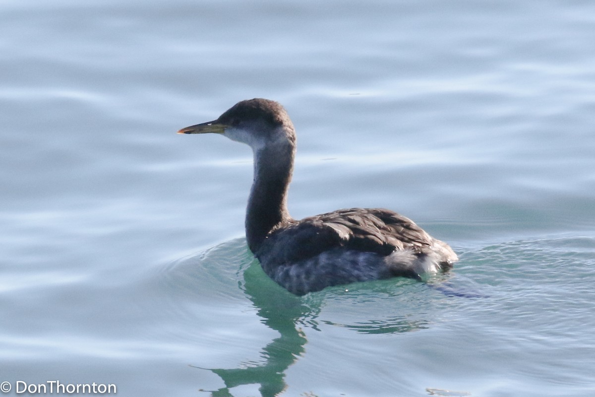 Red-necked Grebe - ML127518711