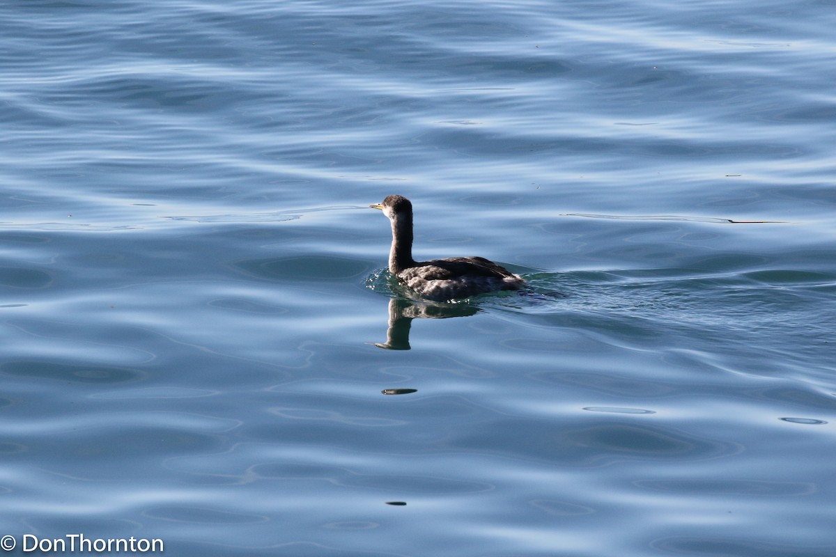 Red-necked Grebe - ML127518861