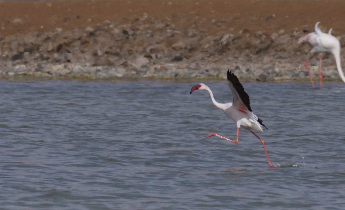 Lesser Flamingo - Marky Mutchler