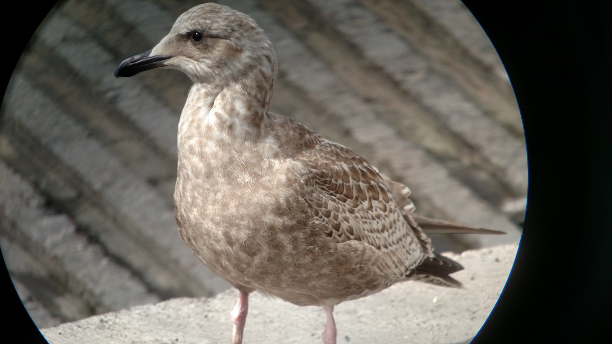 Тихоокеанская чайка - ML127522741