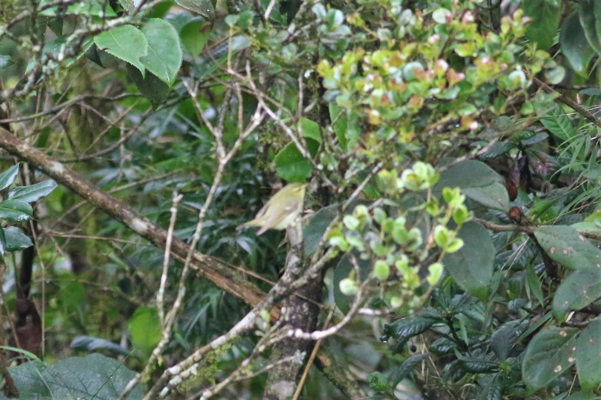 Green Warbler - Fadzrun A.