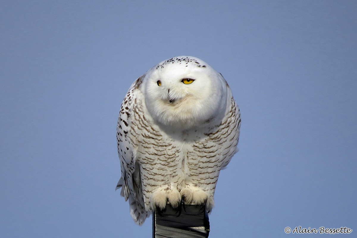 Snowy Owl - Anonymous