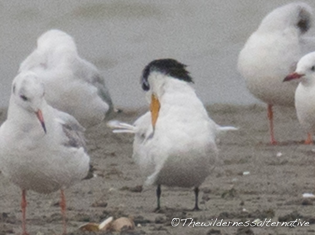 Chinese Crested Tern - ML127528371