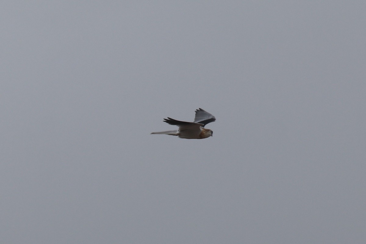 White-tailed Kite - ML127530001
