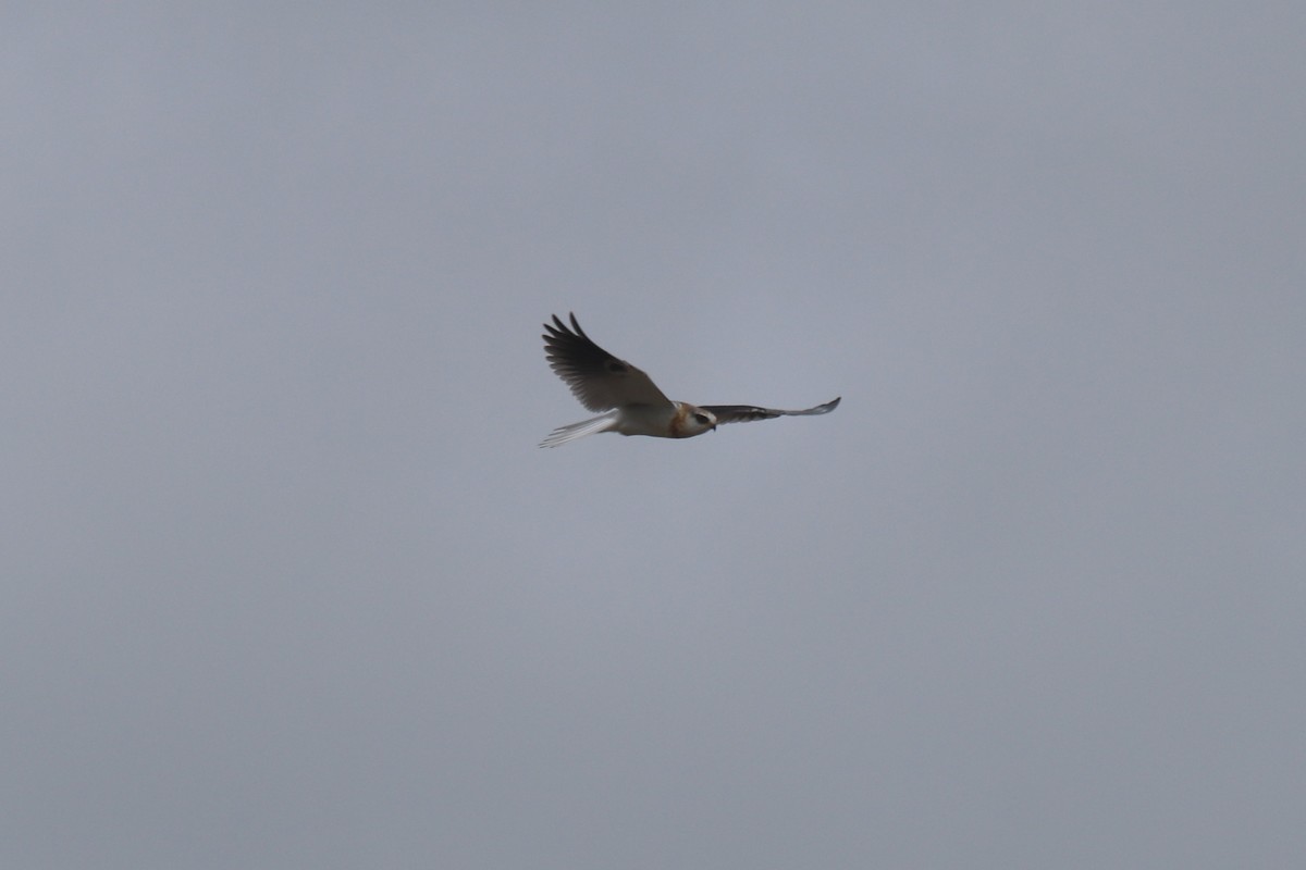 White-tailed Kite - ML127530011