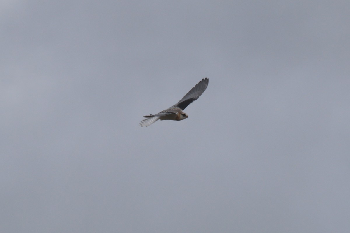 White-tailed Kite - ML127530021