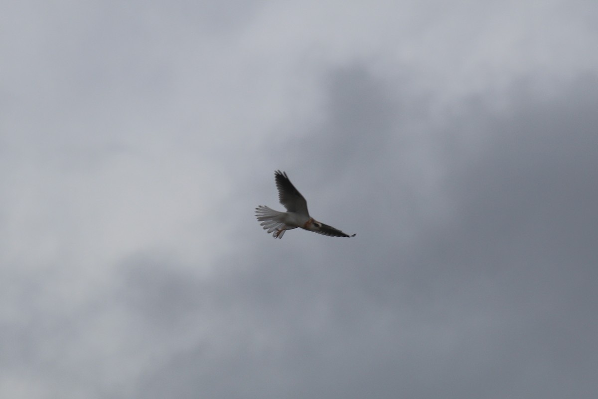 White-tailed Kite - Doug Kibbe