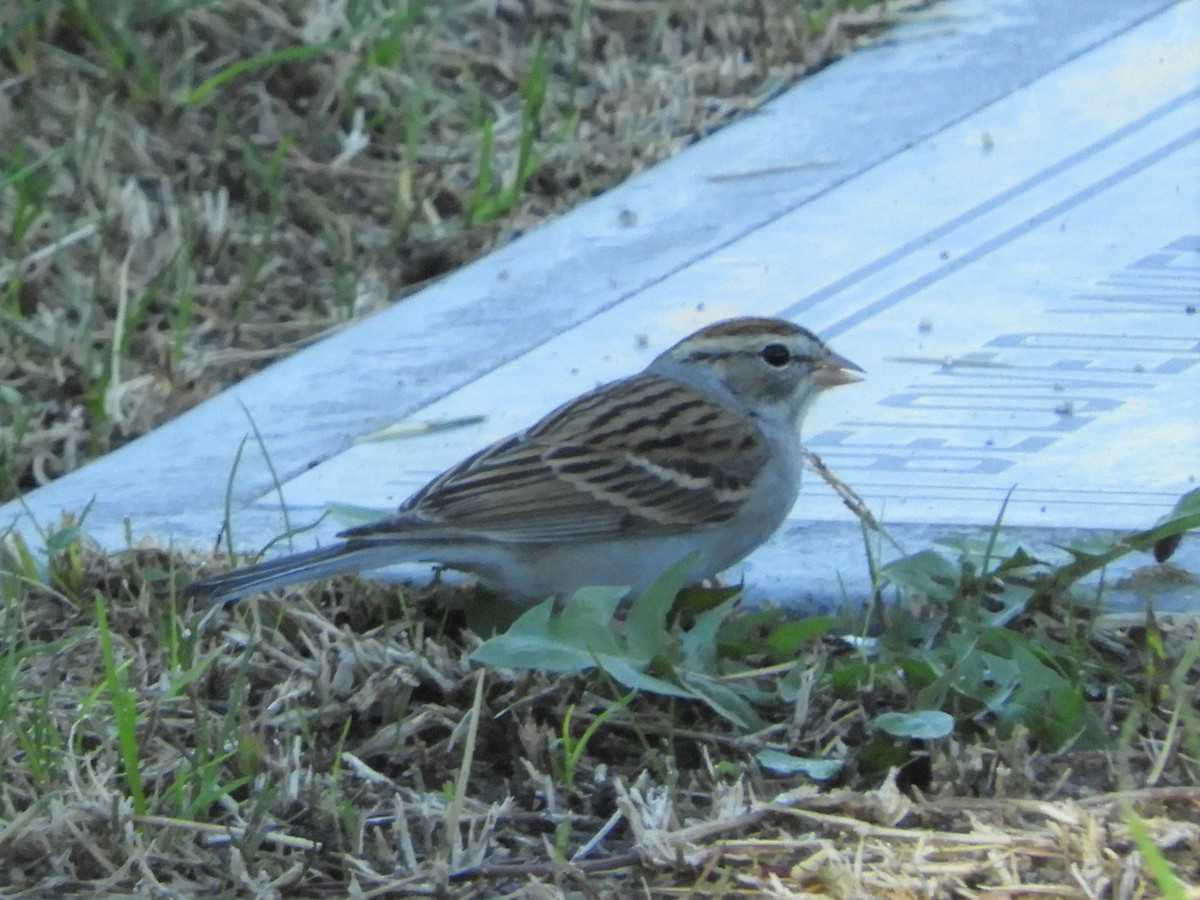 Chipping Sparrow - Ken Schneider