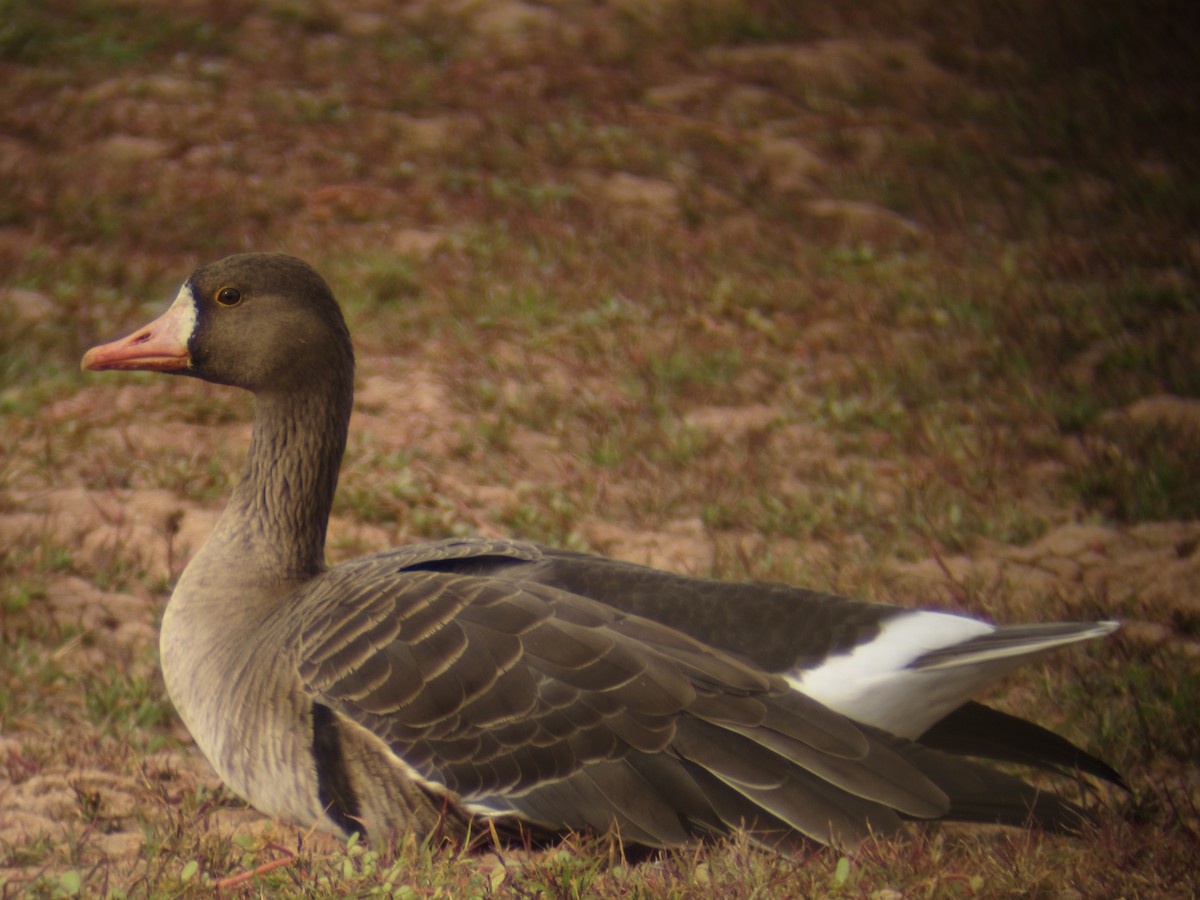 Greater White-fronted Goose - ML127536741