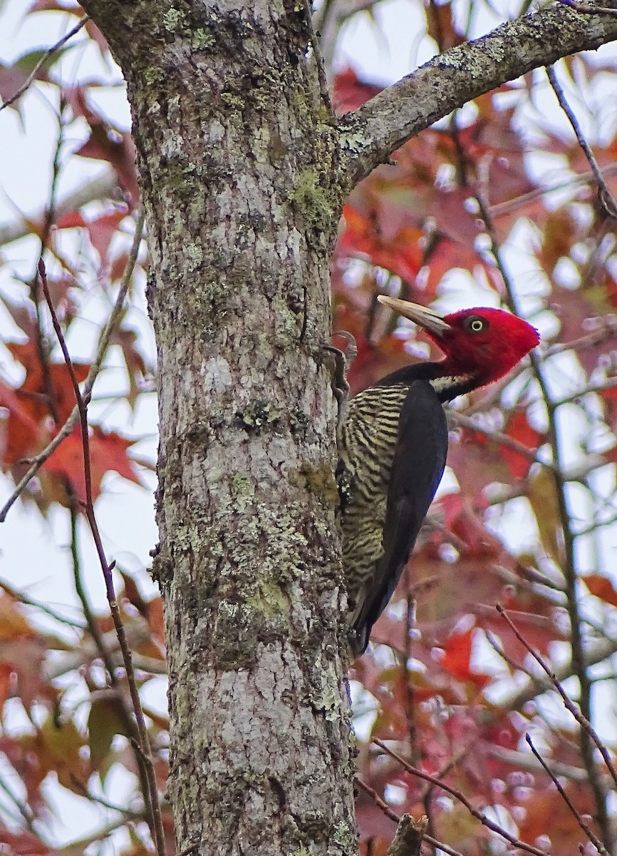 Pale-billed Woodpecker - Alfonso Auerbach