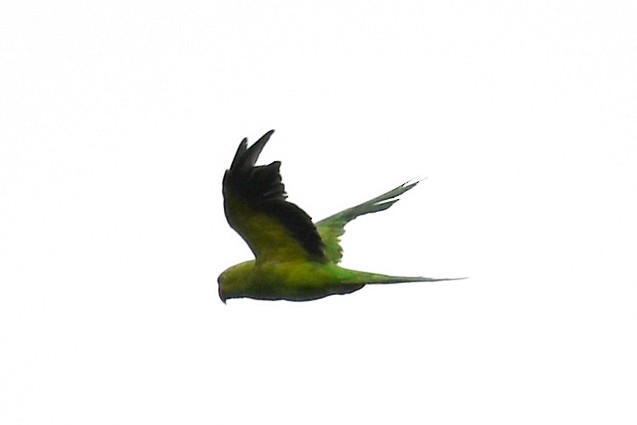 Rose-ringed Parakeet - Michael Fuhrer